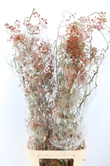 Rosa (ROZEBOTTEL) 120cm