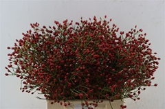 Rosa (ROZEBOTTEL) 40cm