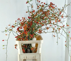 Rosa Zaffiro 100cm