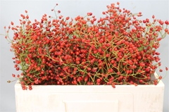 Rosa Prinsberry Red 50cm