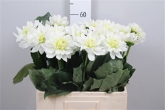 Dahl K Maarten Zwaan 60cm