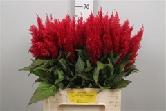 Cel P Century Rood 65cm