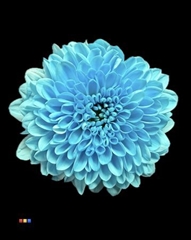 Chr S Cash Pastel Blue