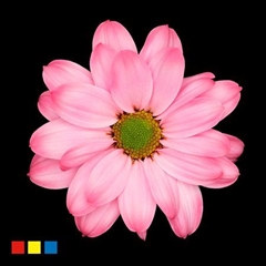 Chr T Kennedy Hot Pink