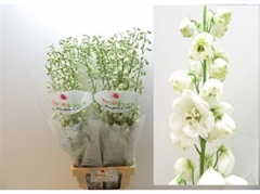 Delph El Guard White 100cm 34