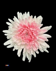 Chr G Marshmallow Pink Neon