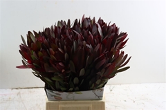 Leucad Safari Sunset 50cm
