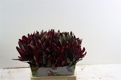 Leucad Safari Sunset 40cm
