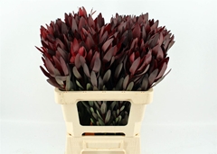Leucad Safari Sunset 60cm