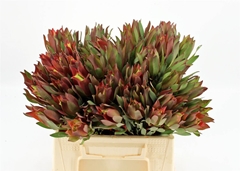 Leucad Safari Sunset 40cm