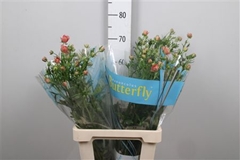 Ran Butterfly Eris 70cm 45gram