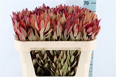 Leucad Safari Sunset 70cm