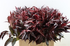 Leucothoe Per Bunch 60cm
