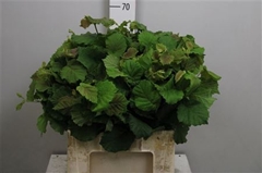 Coryl Av Aurea 60cm