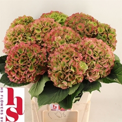 Hydr Verena Classic 80cm 22cm Ø