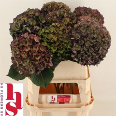 Hydr M Mon Amour Cl 80cm 20cm Ø