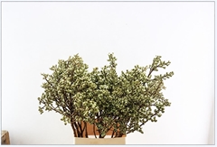 Eucalyptus Met Bes 100cm