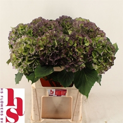 Hydr M Verena Bl Cl 80cm 22cm Ø