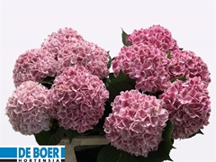 Hydr M Sunsation 60cm 14cm Ø