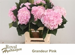 Hydr M Royal Grandeu 60cm 17cm Ø
