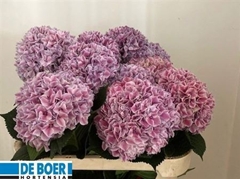 Hydr M Sunsation Pa 80cm 16cm Ø