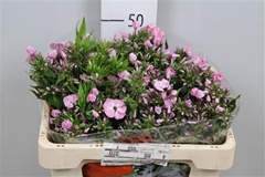 Phlox P Senora 50cm 13