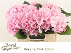 Hydr Macr Verena 50cm 18cm Ø