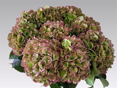 Hydr Verena Classic 65cm 22cm Ø
