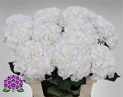 Hydr M Royal Princes 60cm 17cm Ø
