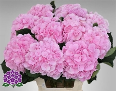 Hydr Macr Verena 65cm 21cm Ø