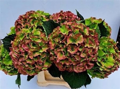 Hydr M Roy Impr Cl B 50cm 24cm Ø
