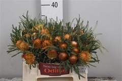 Banksia Formosa 35cm