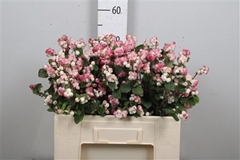 Sympho Mag R Ri Hood 55cm