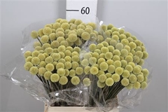 Craspedia 60cm
