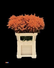 Solidago Orange 80cm