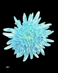 Chr G Topspin Dusty Pastel Blue