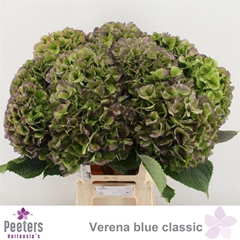 Hydr M Verena Bl Cl 65cm 22cm Ø
