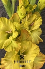 Glad Gr Blitz 110cm 180gram
