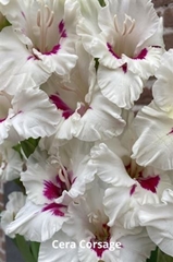 Glad Gr Ce Corsage 110cm 170gram