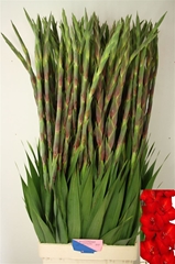 Glad Gr Red Balance 115cm 200gram