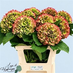 Hydr Verena Classic 80cm 22cm Ø