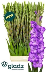 Glad Gr Mauve Muse 115cm 190gram