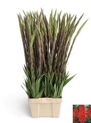 Glad Gr Chinon 120cm 25gram