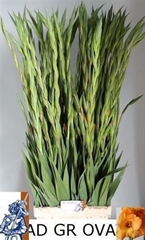Glad Gr Ovatie 125cm 230gram