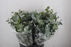 Euca Cinerea P Bunch 45cm 150gram