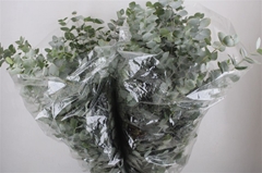 Euca Cinerea P Bunch 70cm 200gram