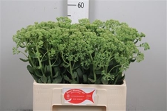 Sedum Spectabile Blo 55cm