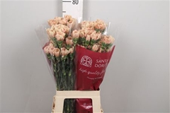 Di St Other 65cm 12