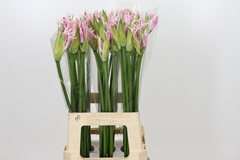 Ne Bo Berenice 70cm