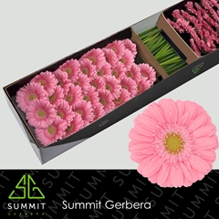 Germini Kirstey 45cm 7cm Ø